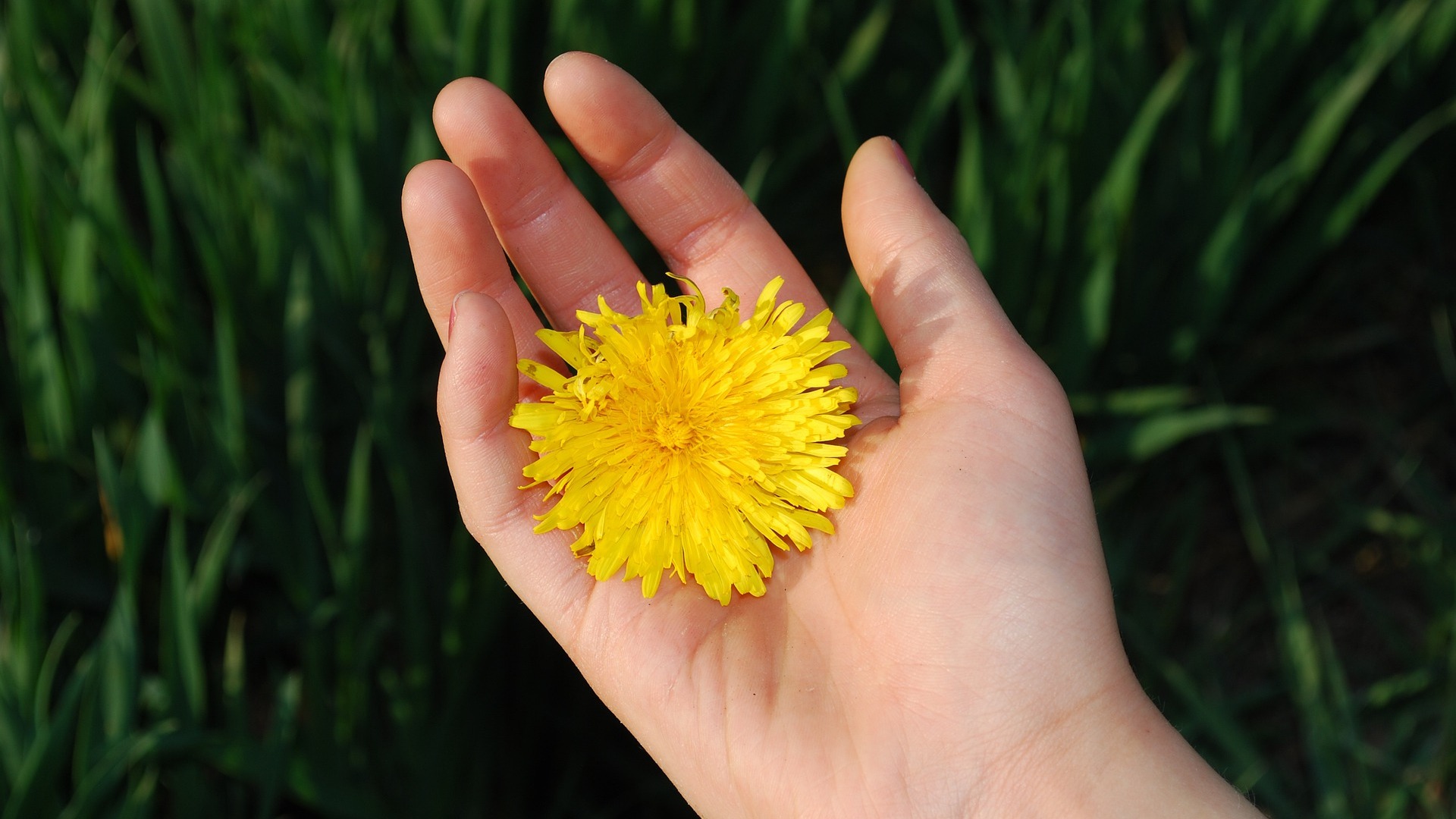 Dandelion