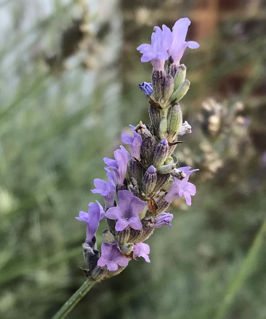 Taking Lavender cuttings