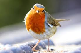 Birdsong improves wellbeing