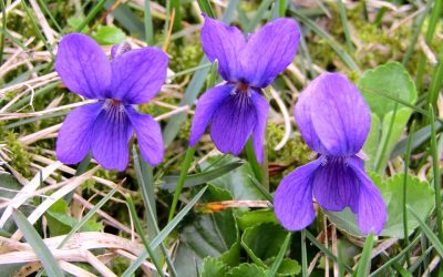October is a great time to plant violets