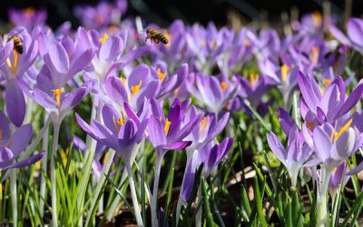 November is a great time to plant spring-flowering bulbs