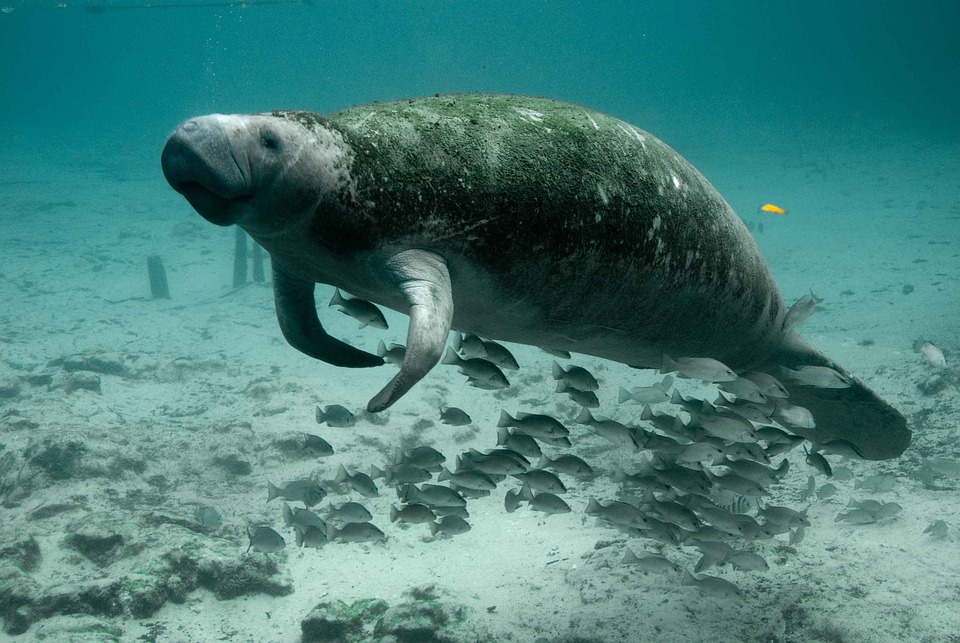 Endangered With No Protection: Manatees