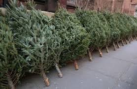 What happens to our Christmas trees once we’re finished with them?