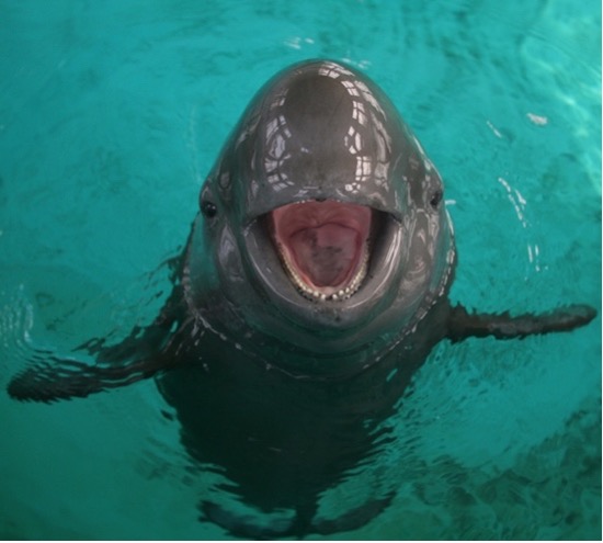 Yangtze Finless Porpoises