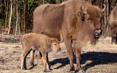 The Rewilding of Bison in Blean Woods