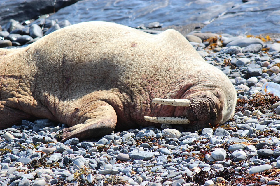 Why Are Walruses Ending Up On UK Coasts?