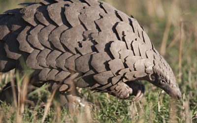 Pangolins – is all lost?