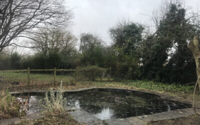 February is a great time to manage the pond area